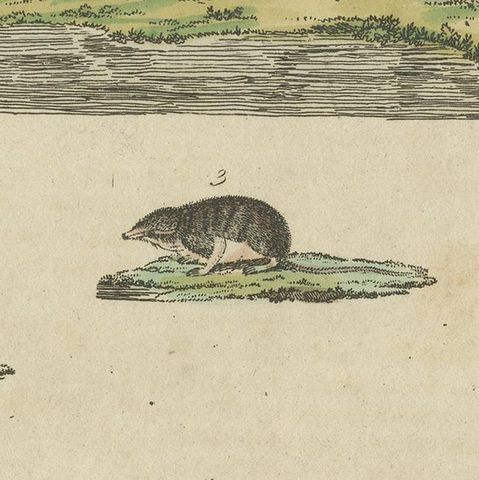 Antique Print of Various Mice, 'c.1800', close-up 2