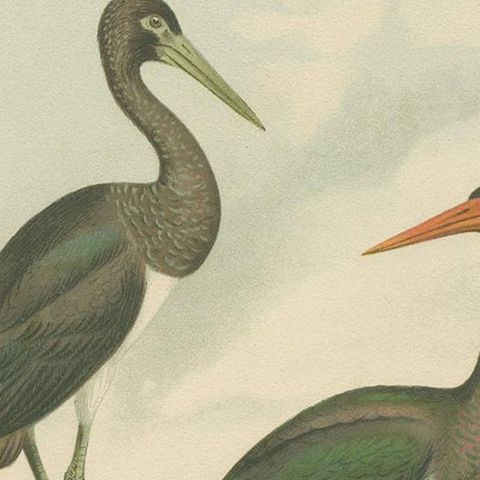 Antique Bird Print of the Black Stork by Naumann, circa 1895, close-up 1