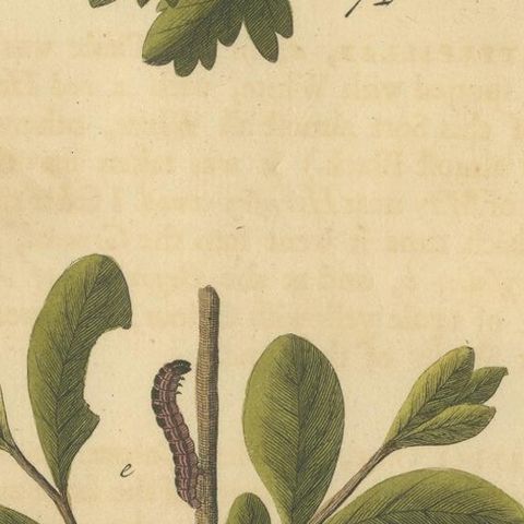 English Moths on Oak, Hand-Colored Insect Engraving, Eleazar Albin 1720, close-up 2