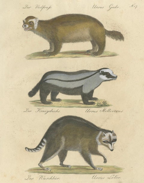 Raccoon, Honey Badger & Wolverine, Brodtmann Lithograph, 1816, close-up 1