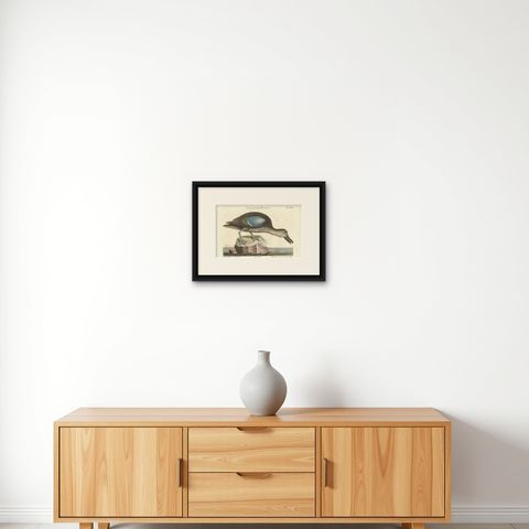 Hand-Colored Engraving of the American Blue-Winged Teal by Seligmann, ca.1770, shown framed on a wall
