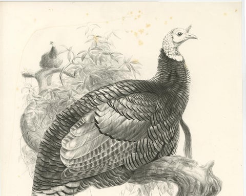 Antique Bird Print of Mexican Turkey, Lithograph, Circa 1868, Rare, view 3