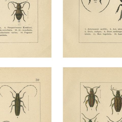 Antique Beetle Chromolithographs, European Species Plates, Calwer 1893, close-up 2