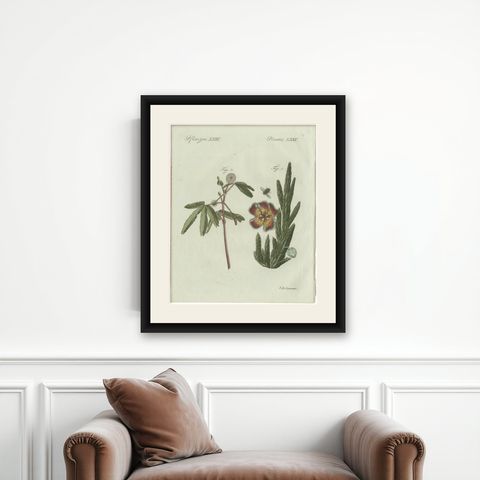 Original Antique Botanical Print of Carrion Flower and Mimosa by Bertuch, 1805, shown framed on a wall