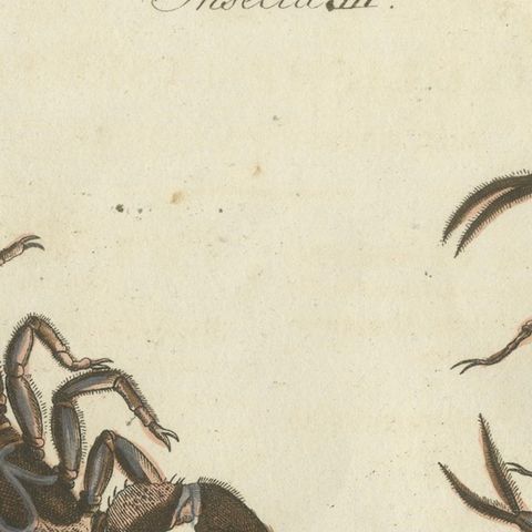 Original Antique Print of Tarantula, Spiders and Scorpions by Bertuch, c. 1790, close-up 6