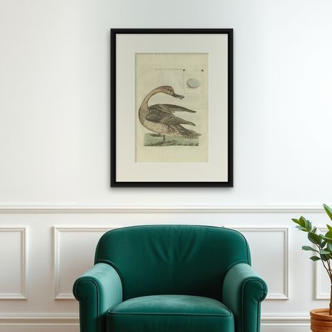 Anas acuta foemina, Northern Pintail Female with Egg by Nozeman & Sepp, 1789, shown framed on a wall