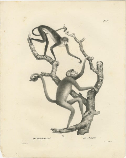 Forest Devil, Miriki & Long-bearded Howler Monkeys, Lithographs by C. Last, 1836, view 2