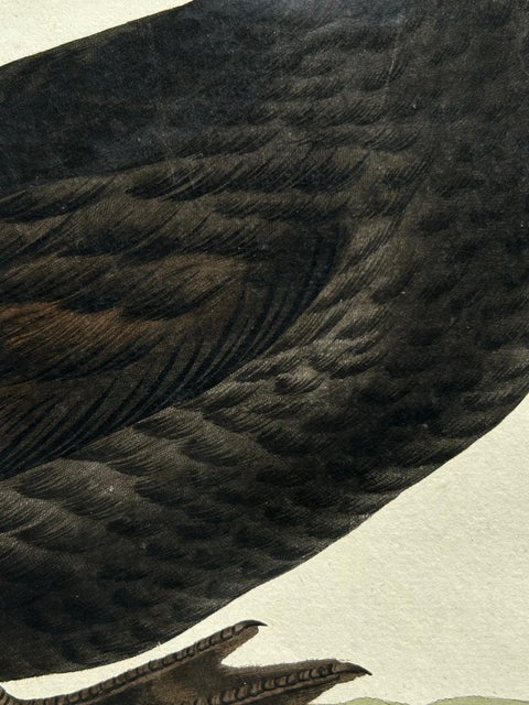 Common Scoter, Antique Bird Print ‘Anas Nigra’ by Nozeman & Sepp, 1770, view 4