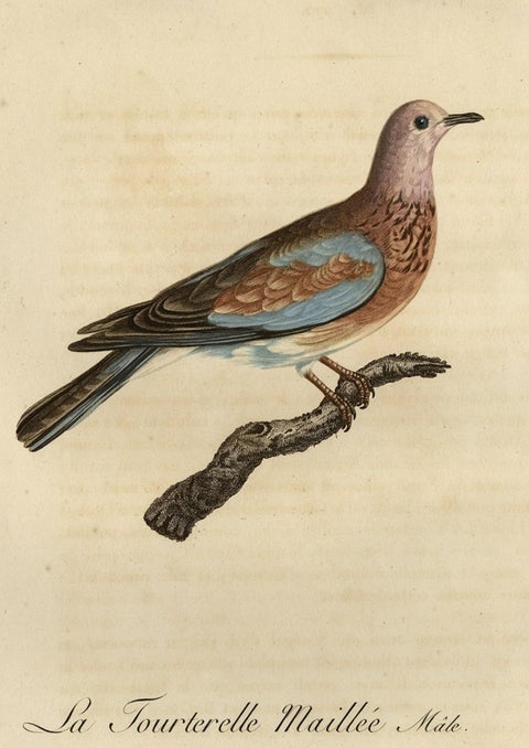 Original Antique Handcolored Bird Print of a Male Laughing Dove, 1803, close-up 1