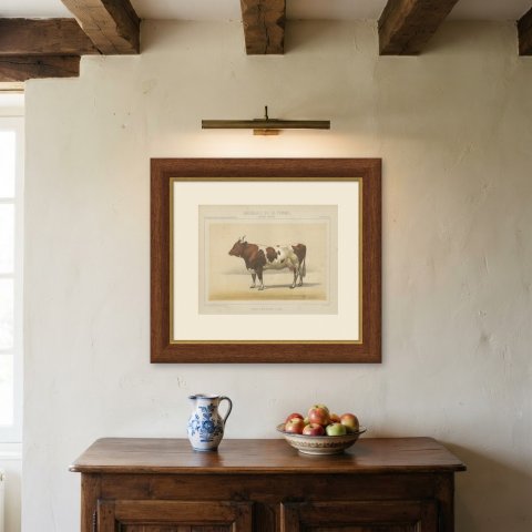 Comtoise Cow, French Cattle Breed, Antique Chromolithograph by Borie, 1863, shown framed on a wall