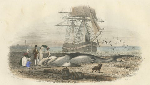 Le Requin (Shark), Hand-Colored Engraving, 1840, close-up 1