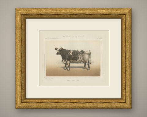 Durham Shorthorn Cow, British Cattle Chromolithograph by Olivier de Penne, 1863, shown framed
