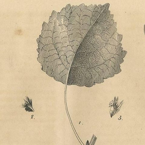 Antique Animal Print of various Insects 'Moth, Caterpillar', 1847, close-up 1