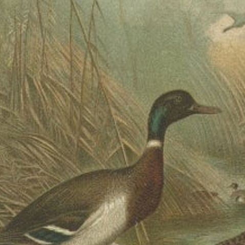 Antique Chromolithograph Print of Mallard Duck, 1898, Mounted, close-up 4
