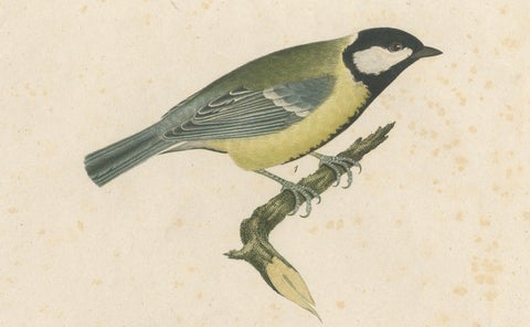 Nature’s Pair: The Artistic Depiction of Great Tits, Engraving ca.1780, close-up 3