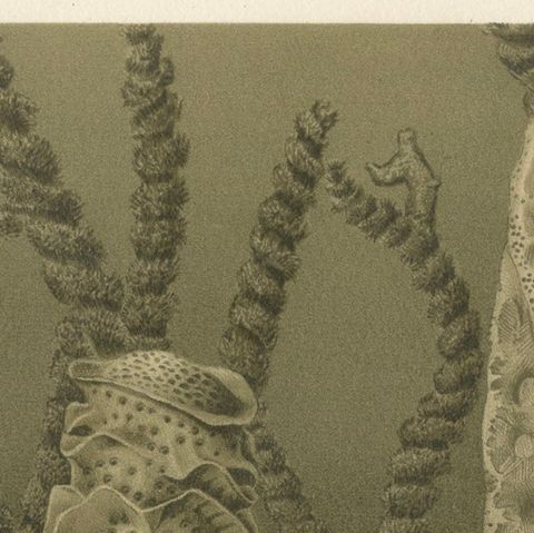 Glass Sponges, Deep-Sea Marine Life, Royal Natural History, 1896, close-up 5