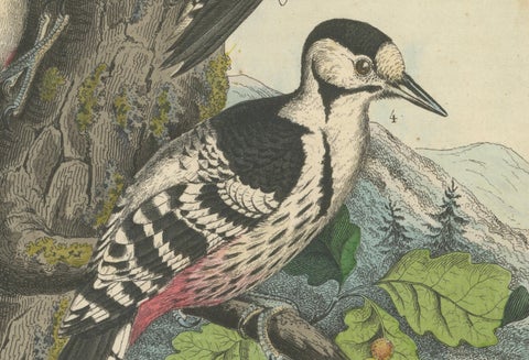 Woodpeckers in Harmony: An 1856 Avian Study in a Hand-Coloured Lithograph, close-up 1