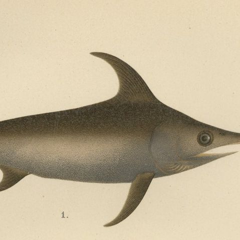 Swordfish and John Dory - Striking Scandinavian Fish Lithograph, 1895, close-up 6
