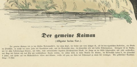Der gemeine Kaiman (Common Caiman) - Hand-Colored Zoological Print, Circa 1840, close-up 3