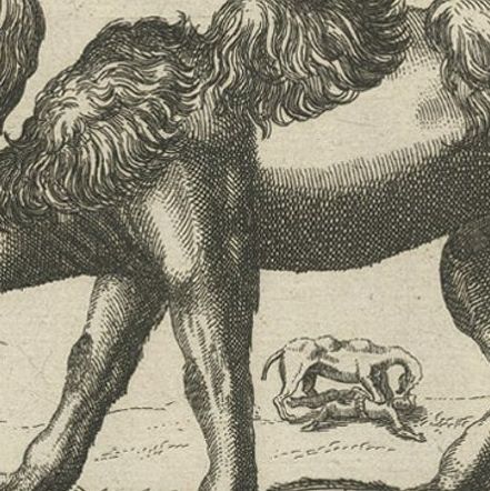 Original Antique Engraving of a Camel and Dromedary, 1657, close-up 1