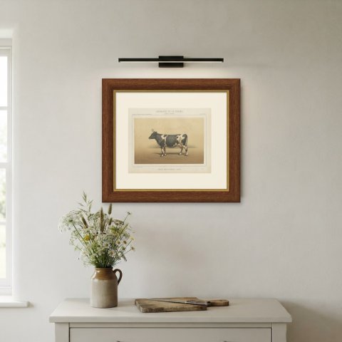 Breton Cow, French Cattle Breed, Antique Chromolithograph by Borie, 1863, shown framed on a wall