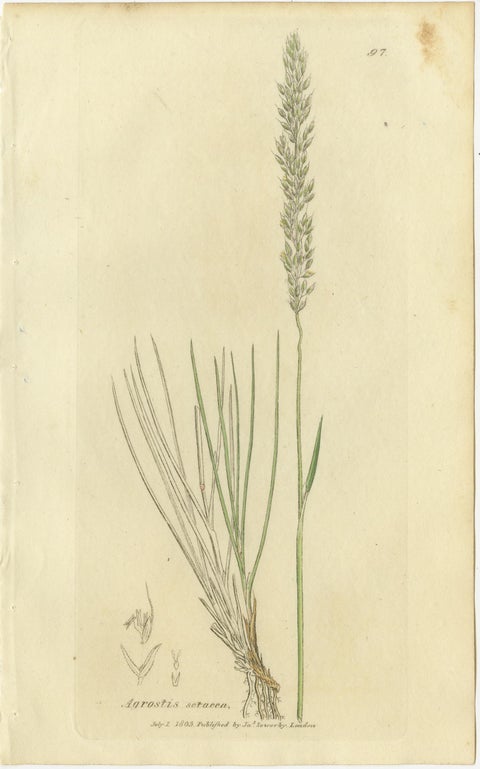 Eight Antique Botanical Engravings of Agrostis, Panicum & Setaria Grasses, 1830, view 2