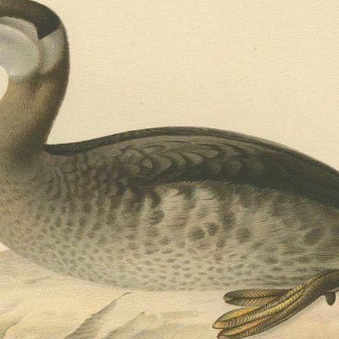 Antique Bird Print of a Young Red-Necked Grebe by Von Wright, 1929, close-up 2