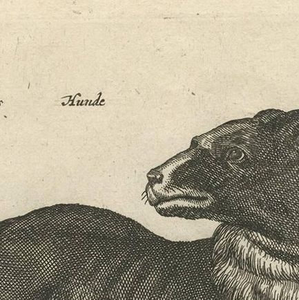 Antique Print of Various Dog Breeds 'Tab LXX' by J. Jonston, 1657, close-up 1