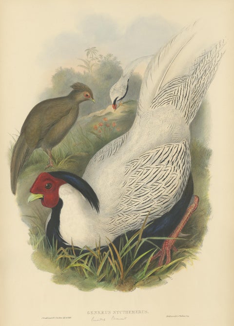 Antique Bird Print of the Silver Pheasant by Gould, circa 1850, view 2