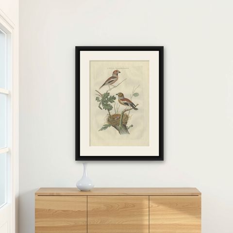 Antique Bird Print of the Hawfinch by Sepp & Nozeman, 1789, shown framed on a wall