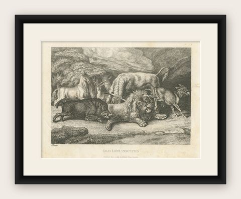 Original Antique Print of Old Lion Insulted, shown framed