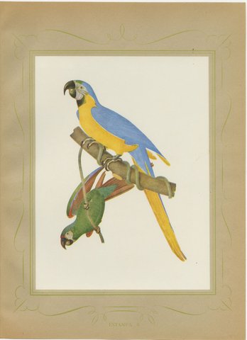 Blue-and-Yellow Macaw and Green Parrot, Brazilian Bird Print, Descourtilz, 1944, view 2