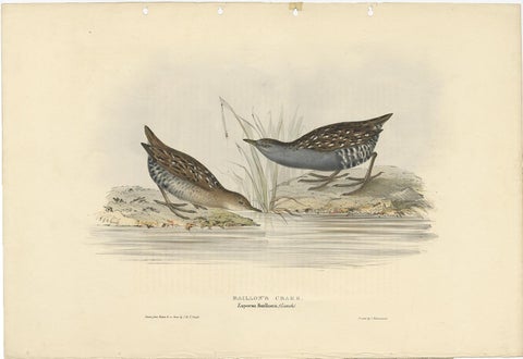 Antique Bird Print of the Baillon's Crake by Gould, 1832, view 2