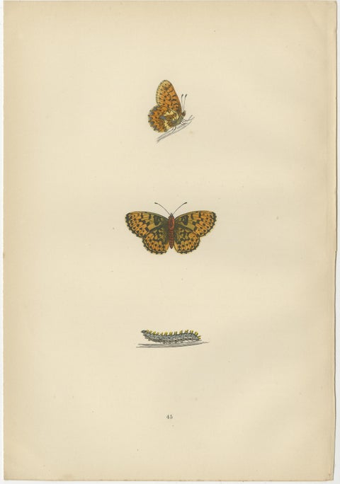 Winged Elegance: A Fritillary Collection from Morris's 1890 British Butterflies, view 4