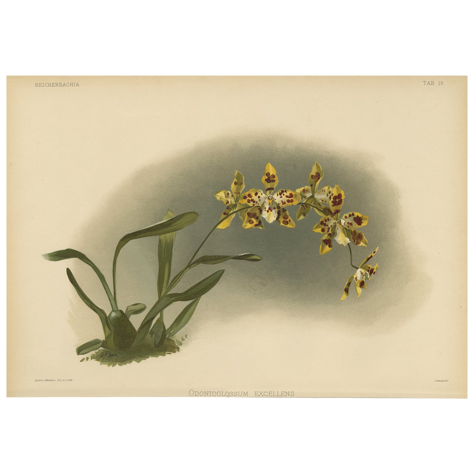 Yellow Spotted Orchid Print, Odontoglossum Excellens, Reichenbachia c.1888
