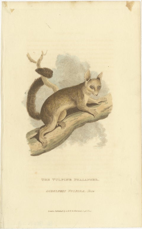 Antique Print with Hand Coloring of a Phalanger Species, view 2
