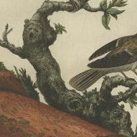 Antique Bird Print of House Sparrows by Sepp & Nozeman, 1770, close-up 1