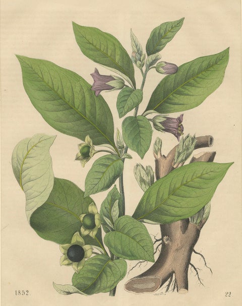 1852 Botanical Lithograph of Atropa Belladonna (Deadly Nightshade), close-up 3