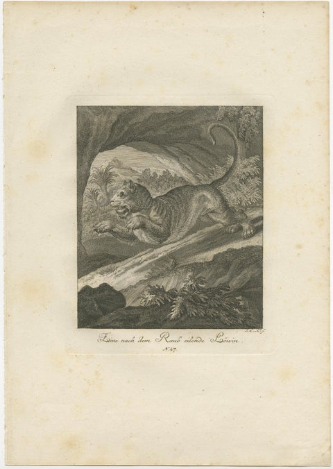 Set of 2 Antique Prints of a Lioness Hunting and Resting, view 3