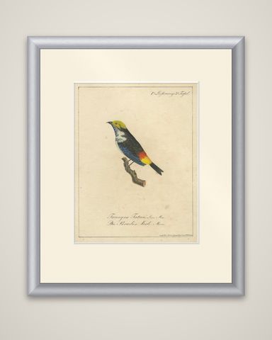 Melodic Hues: The Blue-Grey Tanager of the Tropics, circa 1820, shown framed