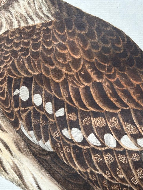 Strix Ulula, Hand-Coloured Engraving of Short-Eared Owl with Eggs, 1770–1829, view 8