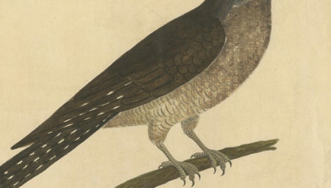 Antique Hand-Colored Engraving of The Cuckoo by Eleazar Albin, circa 1730, close-up 4