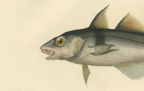 Antique Ichthyology Print, Haddock (L’Égrefin) from Gaimard Voyage, 1842, close-up 2