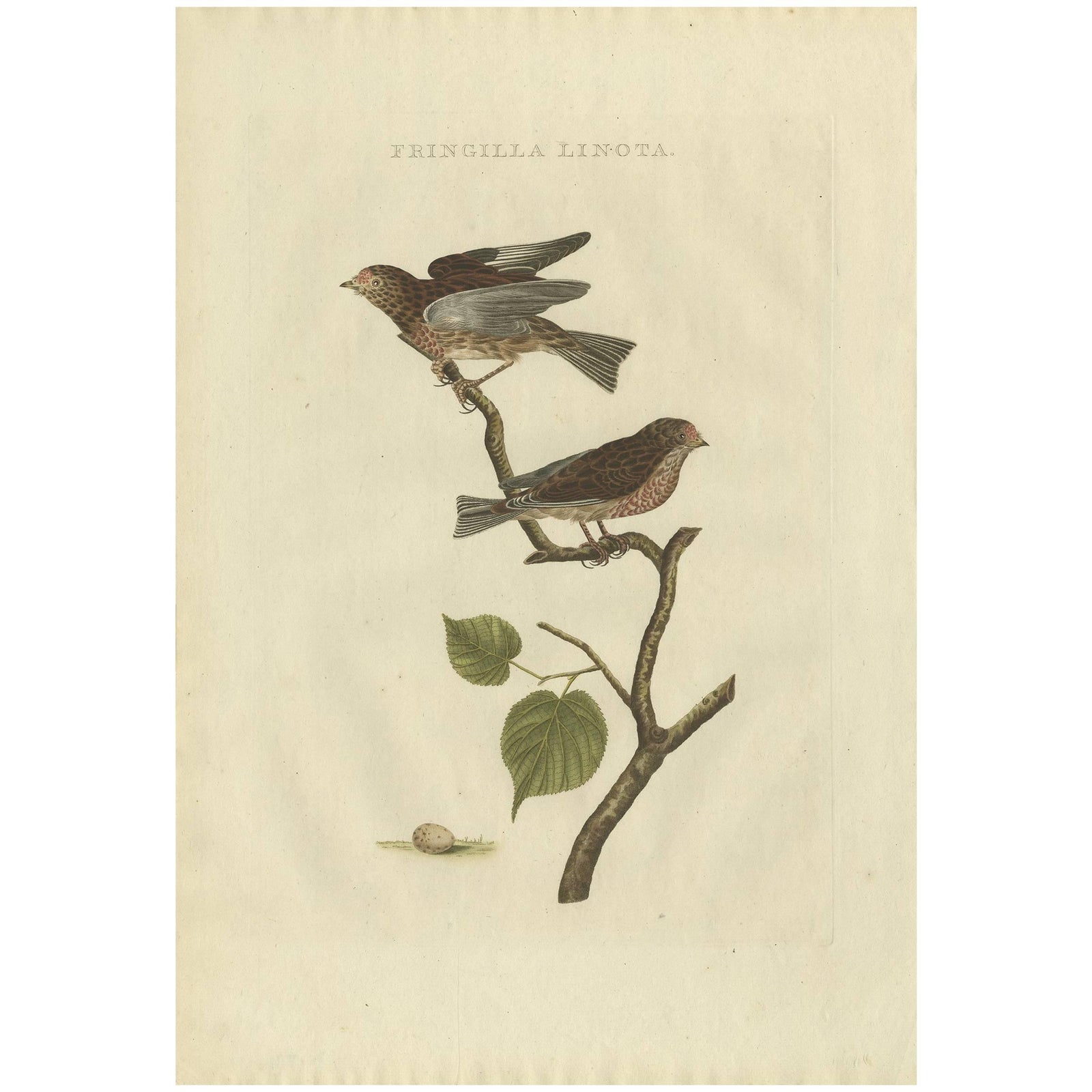 Fringilla Linota, Common Linnet, Hand-Colored Engraving by Nozeman, 1770–1829