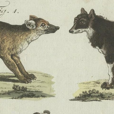 Antique Print of 6 Dog Breeds, most likely including the Western Siberian Laika, close-up 4
