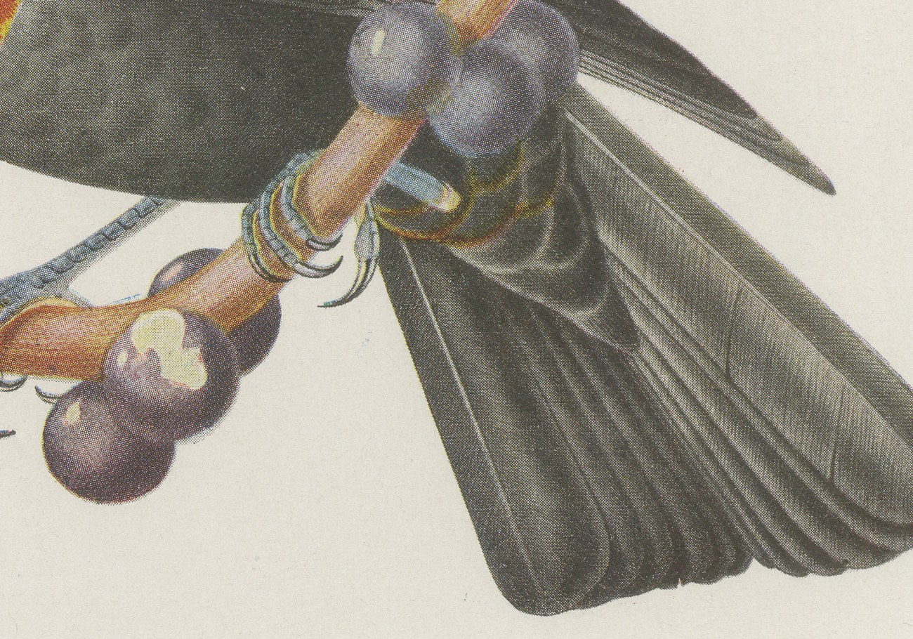 Thrushes, Brazilian Bird Print, Descourtilz, 1944, view 5