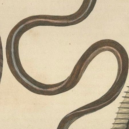 Aquatic Elegance: Brittle Star, Zebra Moray Eel, and Blind Cave Eel, 1845, close-up 4