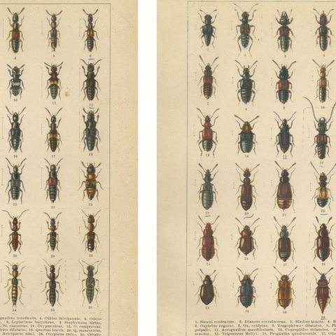 Museum Style Beetle Specimen Plates, Victorian Entomology Prints, Set of 8, close-up 1