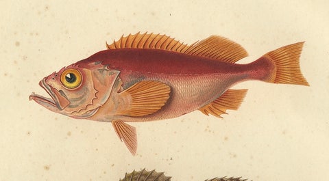 Antique Ichthyology Print, Norway Redfish & Sculpin from Gaimard, 1842, close-up 4