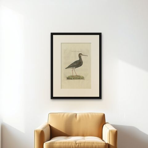 Antique Bird Print of the Spotted Redshank by Sepp & Nozeman, 1797, shown framed on a wall